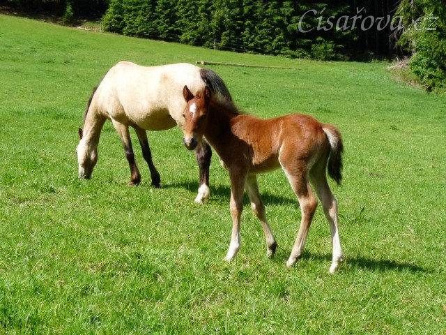 Griffin 13 dní starý