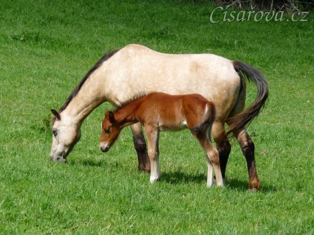 Griffin 13 dní starý