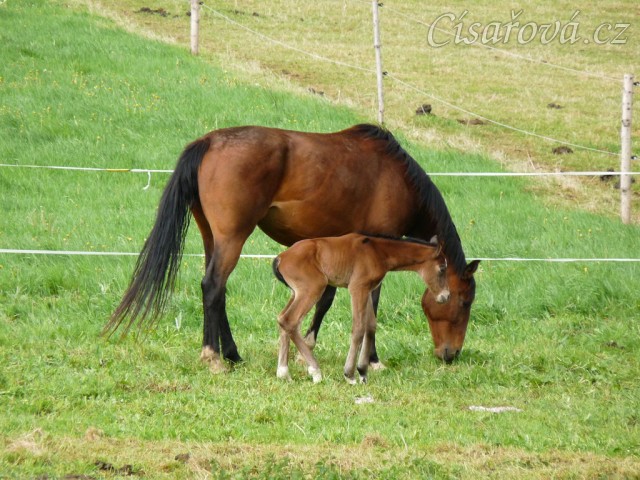 Baloo pár hodin po narození