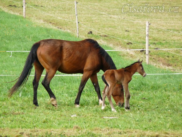 Baloo pár hodin po narození