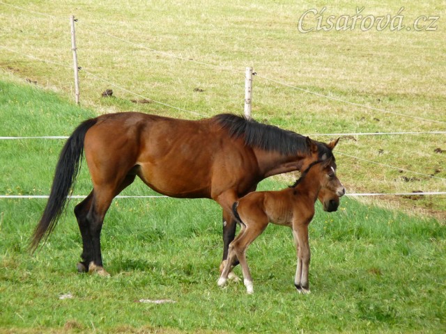 Baloo pár hodin po narození