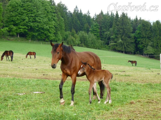 Baloo pár hodin po narození