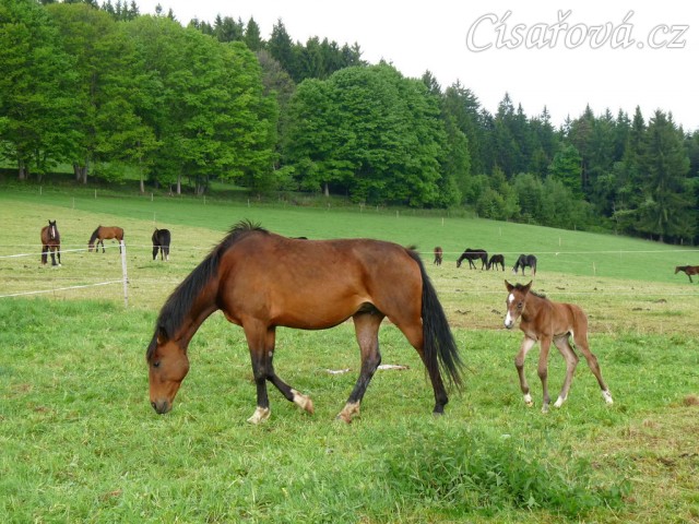 Baloo pár hodin po narození