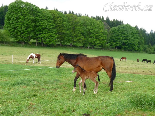 Baloo pár hodin po narození