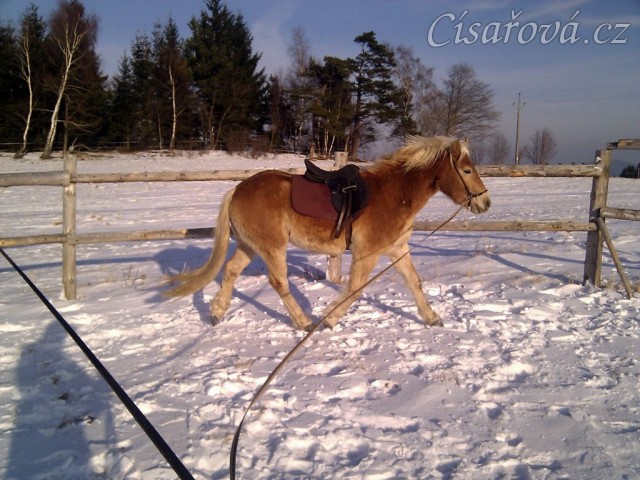 Hafling Sid na lonži