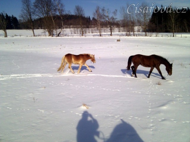 Haflin Sid na vyjížďce na volno