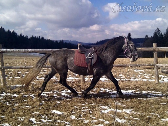 Starokladrubák Generalissimus Malajka na lonži