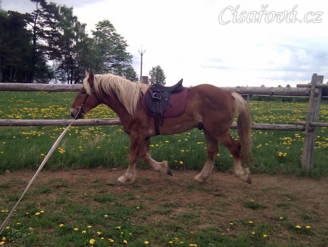 Norik Cherokee na lonži