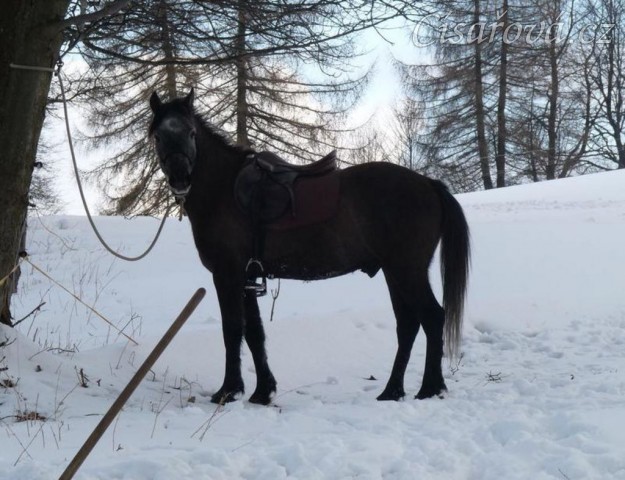 Divíšek po vyjížďce