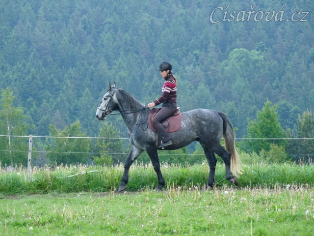 Starokladrubák Generalissimus Malajka na jízdárně