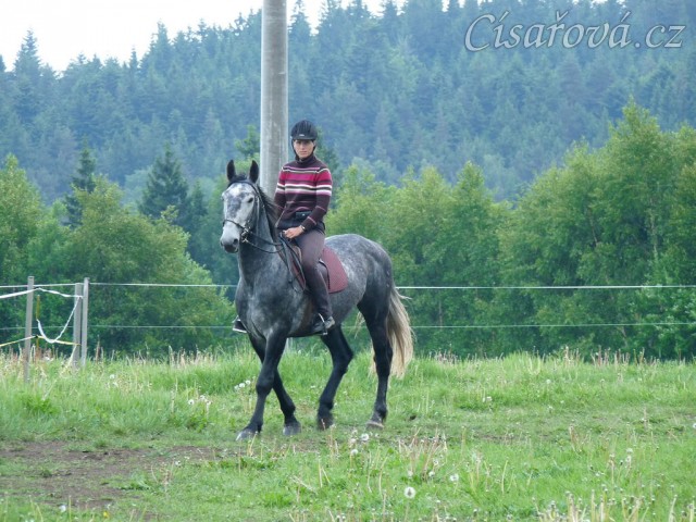 Starokladrubák Generalissimus Malajka na jízdárně