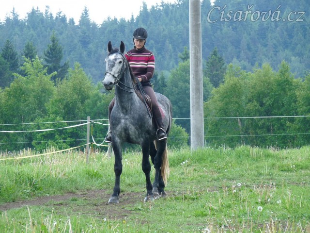 Starokladrubák Generalissimus Malajka na jízdárně