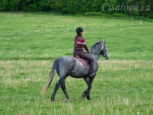 Starokladrubák Generalissimus Malajka na jízdárně