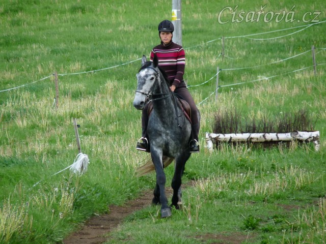 Starokladrubák Generalissimus Malajka na jízdárně