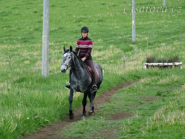 Starokladrubák Generalissimus Malajka na jízdárně