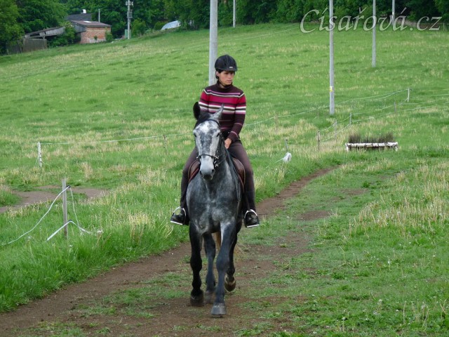 Starokladrubák Generalissimus Malajka na jízdárně