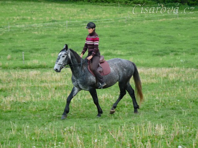 Starokladrubák Generalissimus Malajka na jízdárně