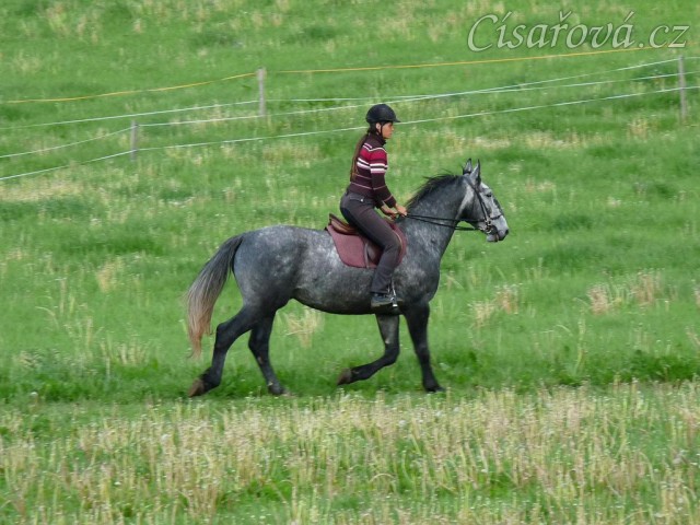 Starokladrubák Generalissimus Malajka na jízdárně