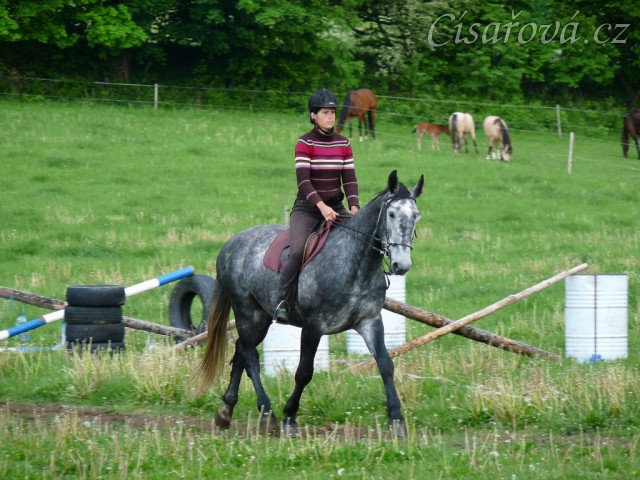 Starokladrubák Generalissimus Malajka na jízdárně