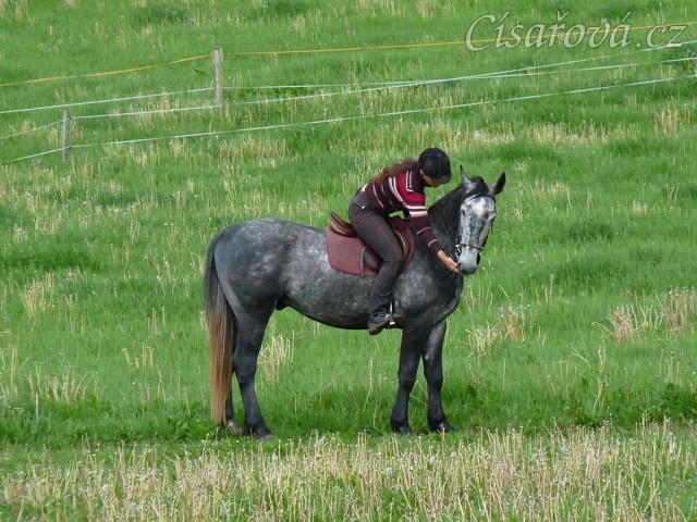 Starokladrubák Generalissimus Malajka na jízdárně