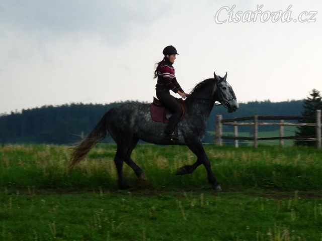 Starokladrubák Generalissimus Malajka na jízdárně