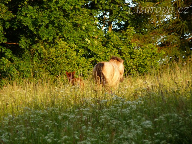 Griffin 3 týdny starý
