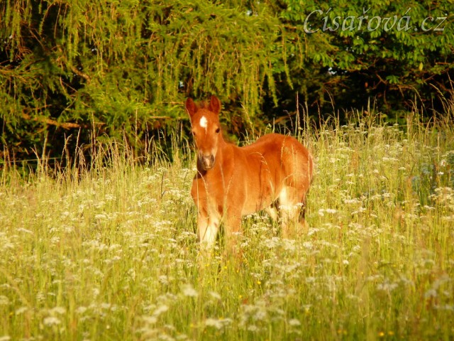 Griffin 3 týdny starý