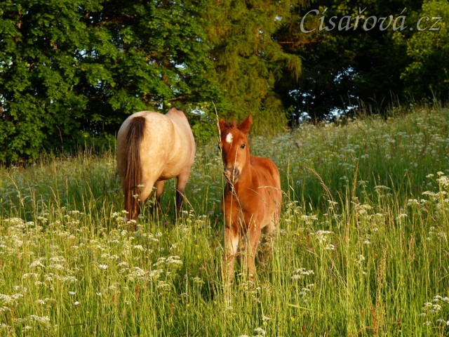Griffin 3 týdny starý