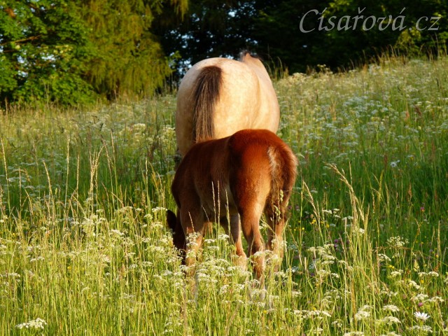 Griffin 3 týdny starý