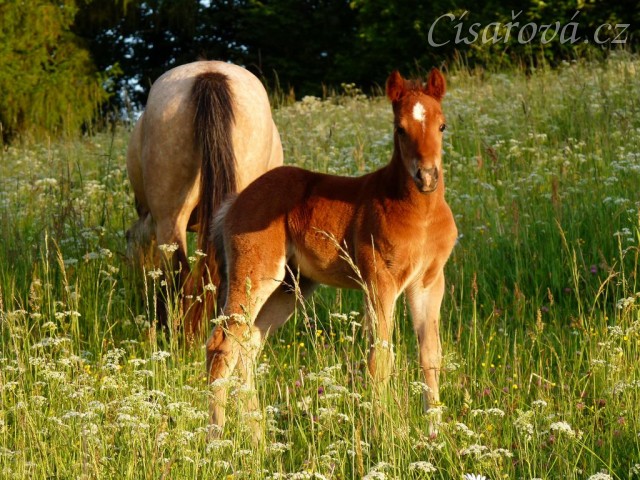 Griffin 3 týdny starý