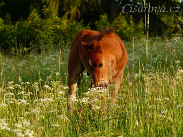 Griffin 3 týdny starý