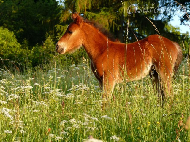 Griffin 3 týdny starý