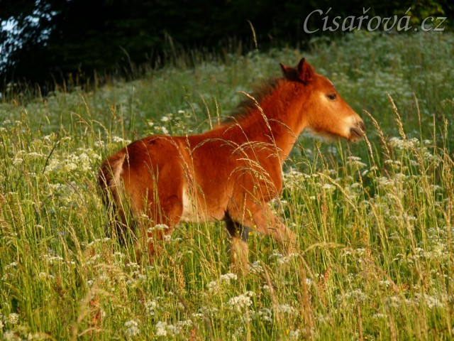 Griffin 3 týdny starý