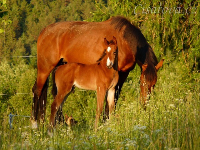 Baloo 3 týdny starý