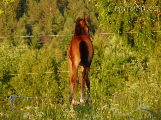 Baloo 3 týdny starý