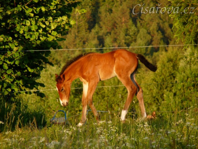Baloo 3 týdny starý