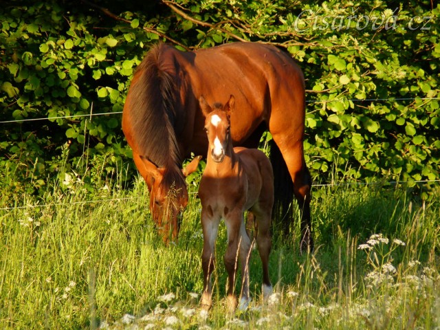 Baloo 3 týdny starý