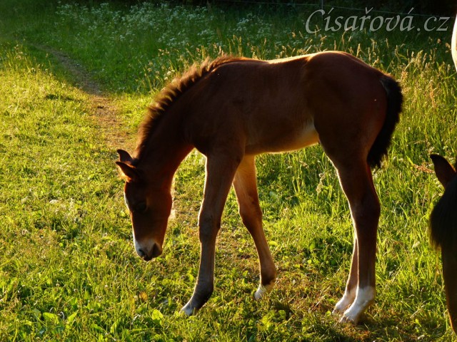 Baloo 3 týdny starý