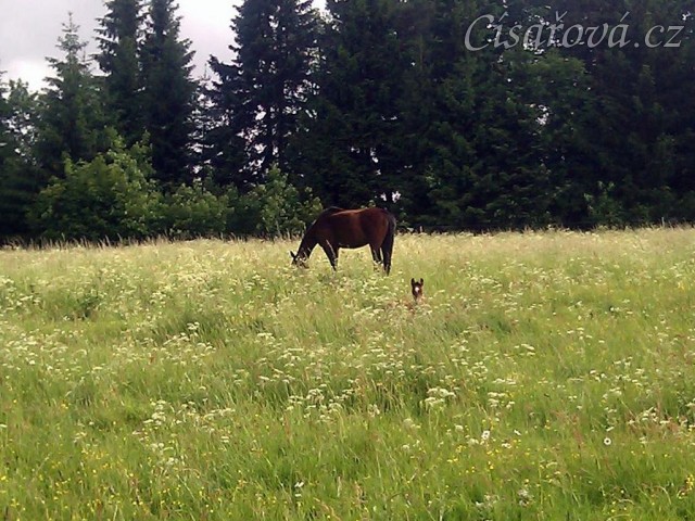 Hříbata nejsou v trávě ani vidět:-)
