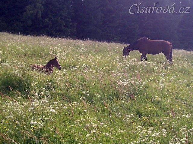 Hříbata nejsou v trávě ani vidět:-)