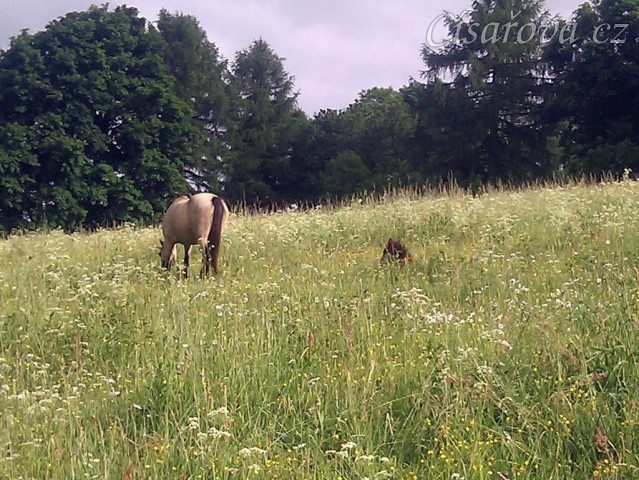 Hříbata nejsou v trávě ani vidět:-)