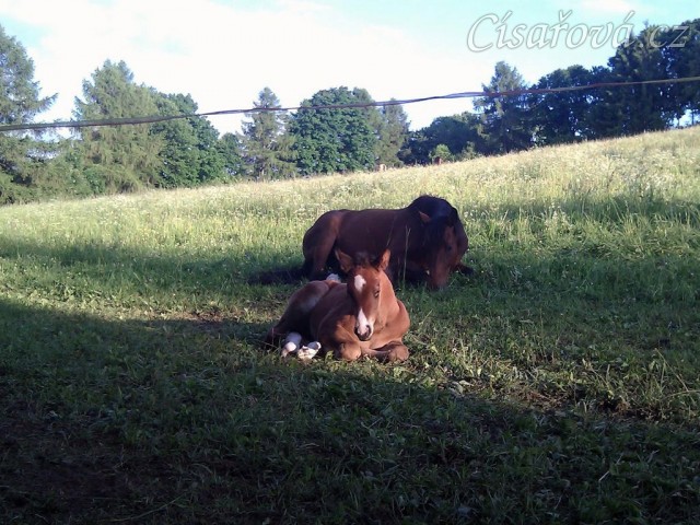 Bára a Baloo společně odpočívají