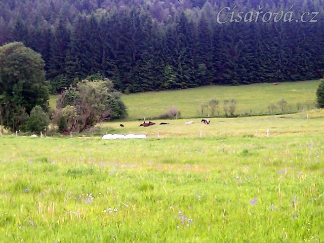 Všichni hřebci spí - a pak že někdo musí hlídat:-)