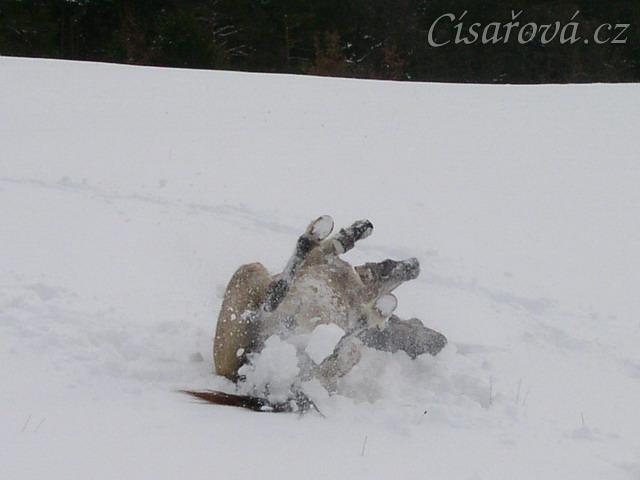 Válení ve sněhu je nejlepší :-)