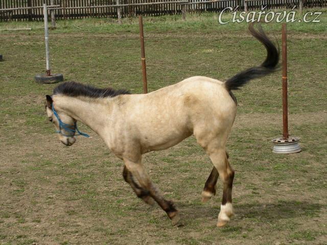 Parellistění ve volnosti, Greisy se peávě "rozbila" a patřičně si to užívá