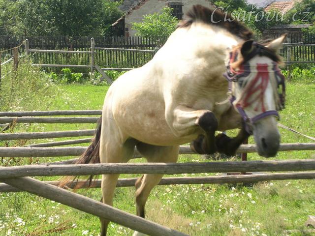 Skákání řady ve volnosti