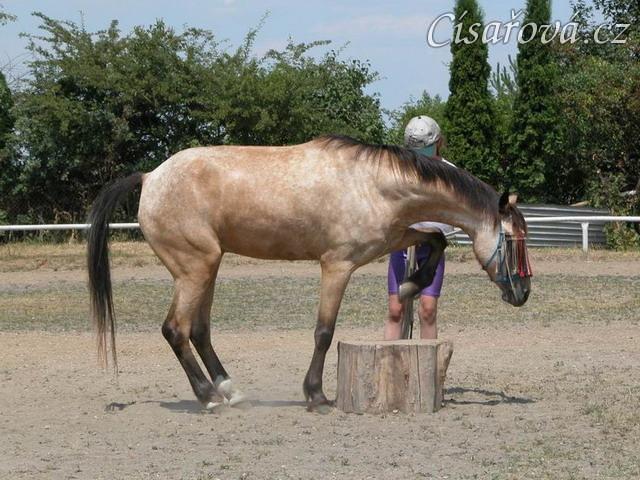 Parellistění, soutěž "lezení" na špalek, Středokluky 2001
