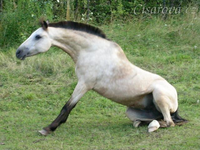 Pracné vstávání po válení :-)