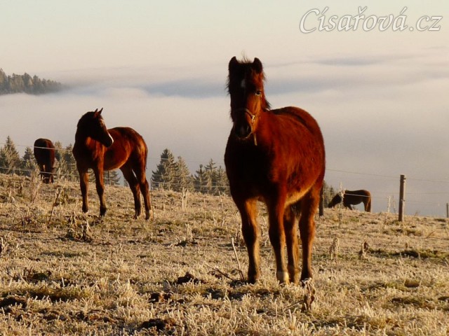 Griffin (hříbě Greisy) ve věku půl roku