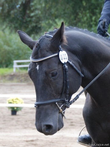 Carthago, drezura L8, 3. místo, Dobřany září 2012